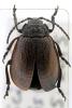 Galeruca pomonae